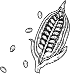 Hand-drawn cocoa pod and cocoa beans illustration